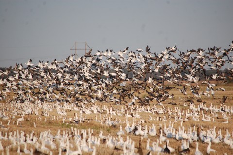 Why Migrating Birds Need Texas So Badly | Caesar Kleberg Wildlife ...